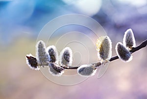 Beautiful willow branch with fluffy catkins in spring sunlight closeup. Soft and gentle springtime background