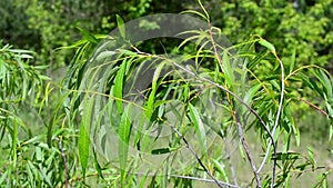 Beautiful willow branch with fresh light green lush foliage