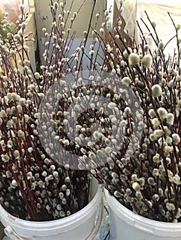 Beautiful willow branches Close up