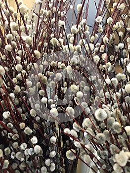 Beautiful willow branches Close up