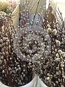 Beautiful willow branches Close up