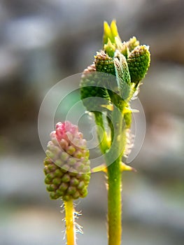 the beautiful willow flower blushed red