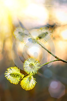 Beautiful willow flowers spring morning in sunlight. Spring template, elegant amazing artistic image. Easter palm sunday holiday.