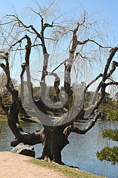 Beautiful willow tree by a lake