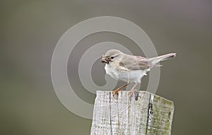 A beautiful Willow Warbler, Phylloscopus trochilus, perched on a post with a beak full of insects for its babies.