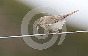 A beautiful Willow Warbler, Phylloscopus trochilus, perched on a wire with a beak full of insects for its babies.