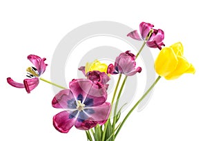 Beautiful wilted flowers tulips of purple and yellow on a white background, isolate