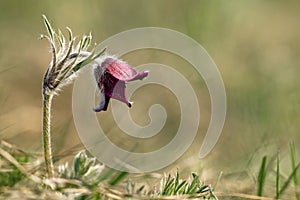 Beautiful wind-flower
