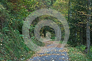 Beautiful winding path in autumn forest