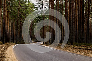 Beautiful winding paved road in a pine forest