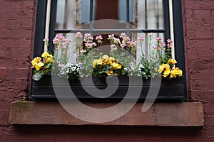 Beautiful Window Sill Flower Box with Colorful Flowers during Spring on an Old Brick Home in Greenwich Village of New York City