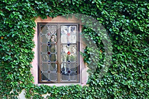 Beautiful window in a wall overgrown by green ivy