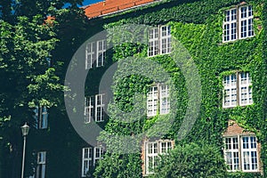 Beautiful window in a wall overgrown by thick green ivy