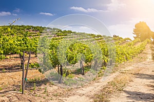 Beautiful Wine Grape Vineyard Farm in the Afternoon Sun