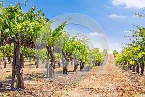 Beautiful Wine Grape Vineyard Farm in the Afternoon Sun