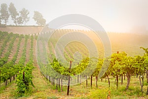 Beautiful Wine Grape Vineyard In The Morning Sun