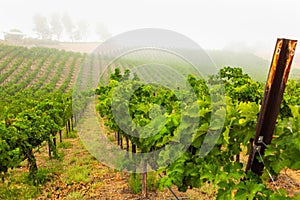 Beautiful Wine Grape Vineyard In The Morning Sun