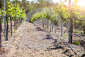 Beautiful Wine Grape Vineyard In The Morning Sun