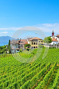 Beautiful wine-growing village Rivaz in Lavaux wine region, Switzerland. Lake Geneva and Swiss Alps in the background. Green