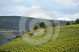 Beautiful wineries in the summer season of western Germany, visible road between rows of grapes.