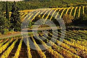 Beautiful Wineyards in Tuscany, Chianti, Italy