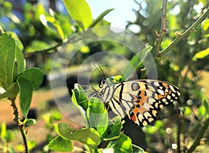 A beautiful winged butterfly perched on a lemon tree in a shady green garden.