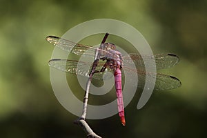 Beautiful Wings (Roseate Skimmer)