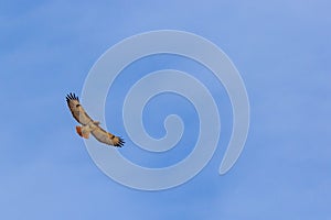 Beautiful wingspan view of Red tailed hawk