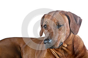 Beautiful winking young dog rhodesian ridgeback isolated on whit
