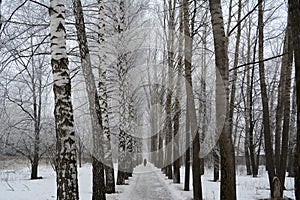 Beautiful winter alley with birchs and poplars
