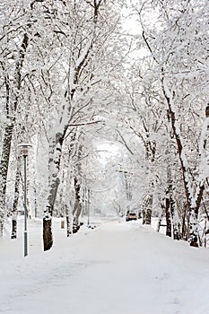 Beautiful winter alley-corridor of woods under the snow