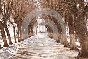Beautiful winter alley with trees without leaves
