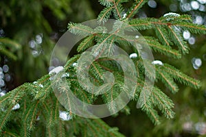Beautiful winter backdrop. Nice green fir branches with shallow depth of field, Close- up.