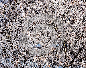 Beautiful winter background. Branches of decorative garden bush with hoarfrost