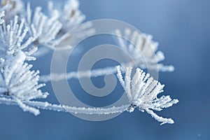 Beautiful winter background with the frozen flowers and plants. A natural pattern on plants photo