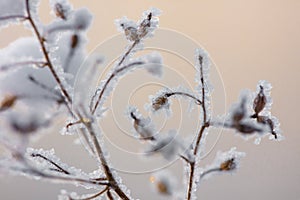 Beautiful winter background with the frozen flowers and plants. A natural pattern on plants photo