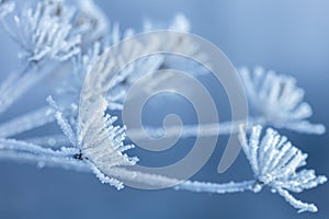 Beautiful winter background with the frozen flowers and plants. A natural pattern on plants photo