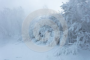 Beautiful winter background with the frozen flowers and plants. A natural pattern on plants photo