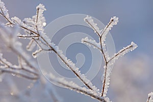 Beautiful winter background with the frozen flowers and plants. A natural pattern on plants photo