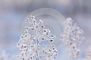 Beautiful winter background with the frozen flowers and plants. A natural pattern on plants photo