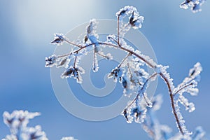 Beautiful winter background with the frozen flowers and plants. A natural pattern on plants photo