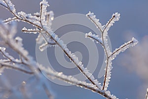 Beautiful winter background with the frozen flowers and plants. A natural pattern on plants photo