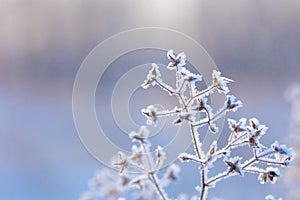 Beautiful winter background with the frozen flowers and plants. A natural pattern on plants photo