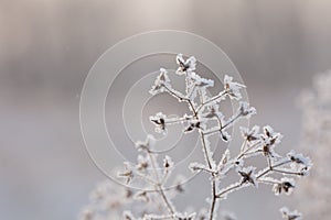 Beautiful winter background with the frozen flowers and plants. A natural pattern on plants photo