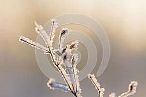 Beautiful winter background with the frozen flowers and plants. A natural pattern on plants photo