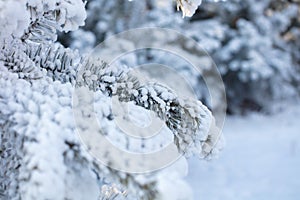 Beautiful winter background with the frozen flowers and plants. A natural pattern on plants photo