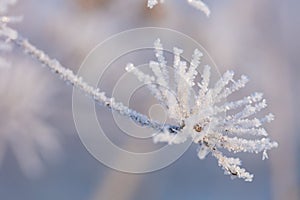 Beautiful winter background with the frozen flowers and plants. A natural pattern on plants photo