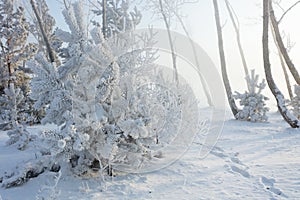 Beautiful winter background with the frozen flowers and plants. A natural pattern on plants photo