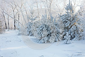 Beautiful winter background with the frozen flowers and plants. A natural pattern on plants photo