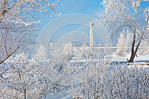 Beautiful winter background with the frozen flowers and plants. A natural pattern on plants photo